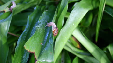 large snails eating leaves from a lily