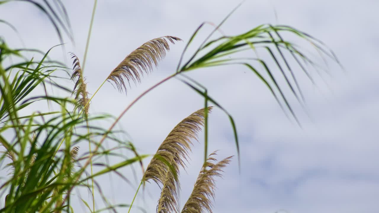 Tall brown pampas grass top in sunny blue sky in the wind, slow mo