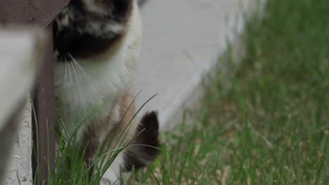 Katze-Frisst-Katzengras-Durch-Zaun,-Nahaufnahme