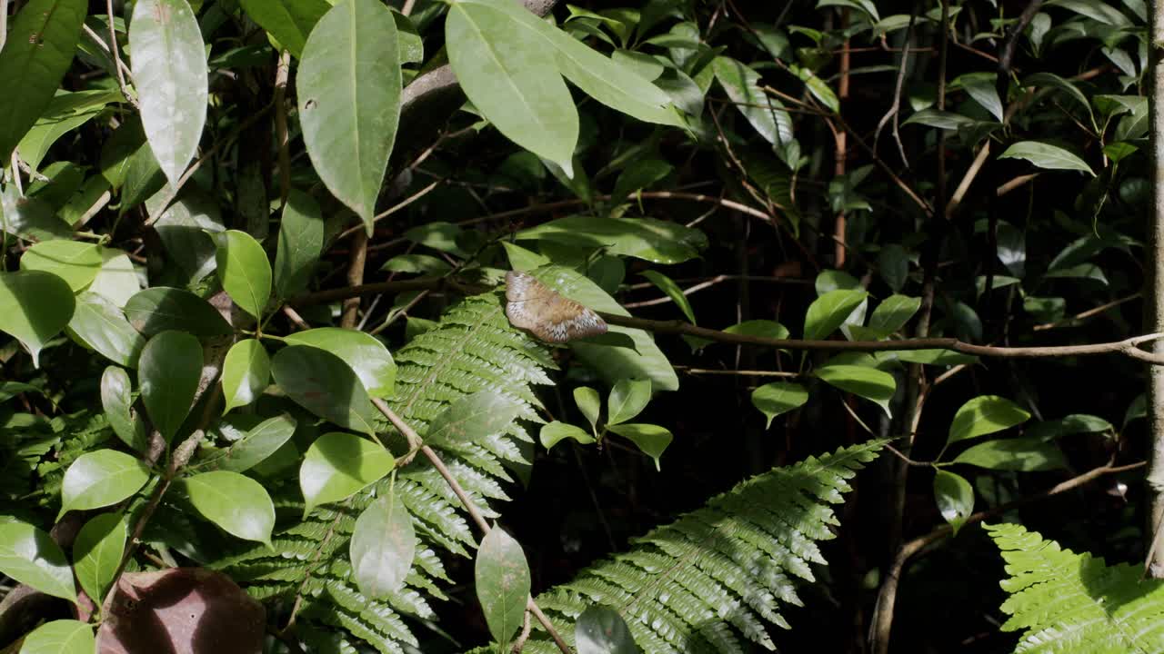 una mariposa descansa en un helecho rodeada de exuberante vegetación en la reserva natural de macritchie, singapur