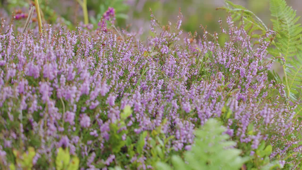 Close-up of purple heather and green ferns gently moving in the wind, captured in soft natural daylight with a shallow depth of field