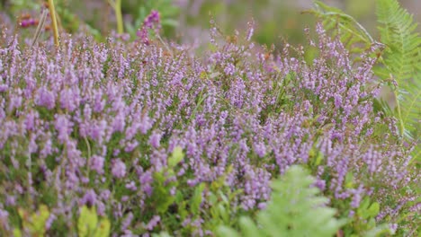 close-up of purple heather and green ferns gently moving in the wind, captured in soft natural daylight with a shallow depth of field