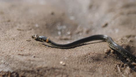 grey snake crawls on wet sand, shows tongue