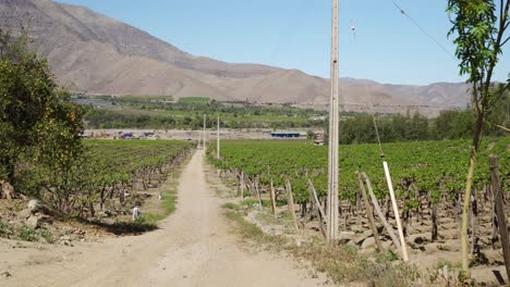 countryside with agricultural farm in valle de elqui near la serena, coquimbo region, chile