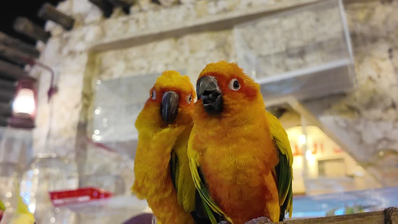Two Orange Parrots in a Decorative Setting