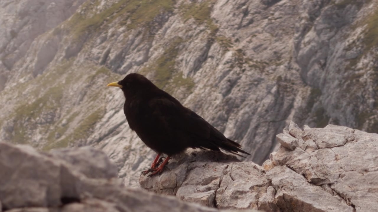 Gracchio alpino nero con becco giallo si posa su una cresta rocciosa in alto nelle Alpi slovene. Uccello selvatico di montagna circondato da un aspro terreno calcareo