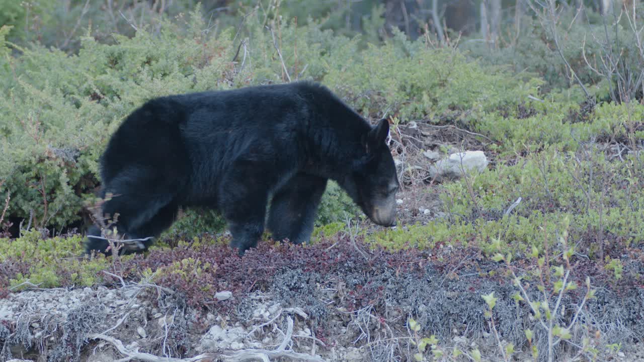 십대 검은  ⁇  이 숲 속 에서 먹이 를 찾고 있다