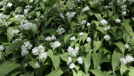 delicate wild garlic growing in the countryside, warwickshire, england