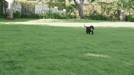 Playful puppy running on green lawn with pink toy in mouth, copy space