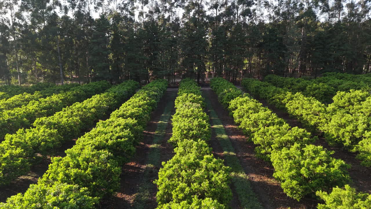 Aerial View of Lush Orange Orchard