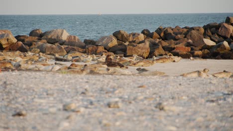 jóvenes focas arrastrándose hacia el océano atlántico a través de la playa de arena, vista estática