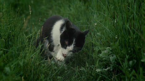 black and white tuxedo cat grooming and cleaning in grass outside