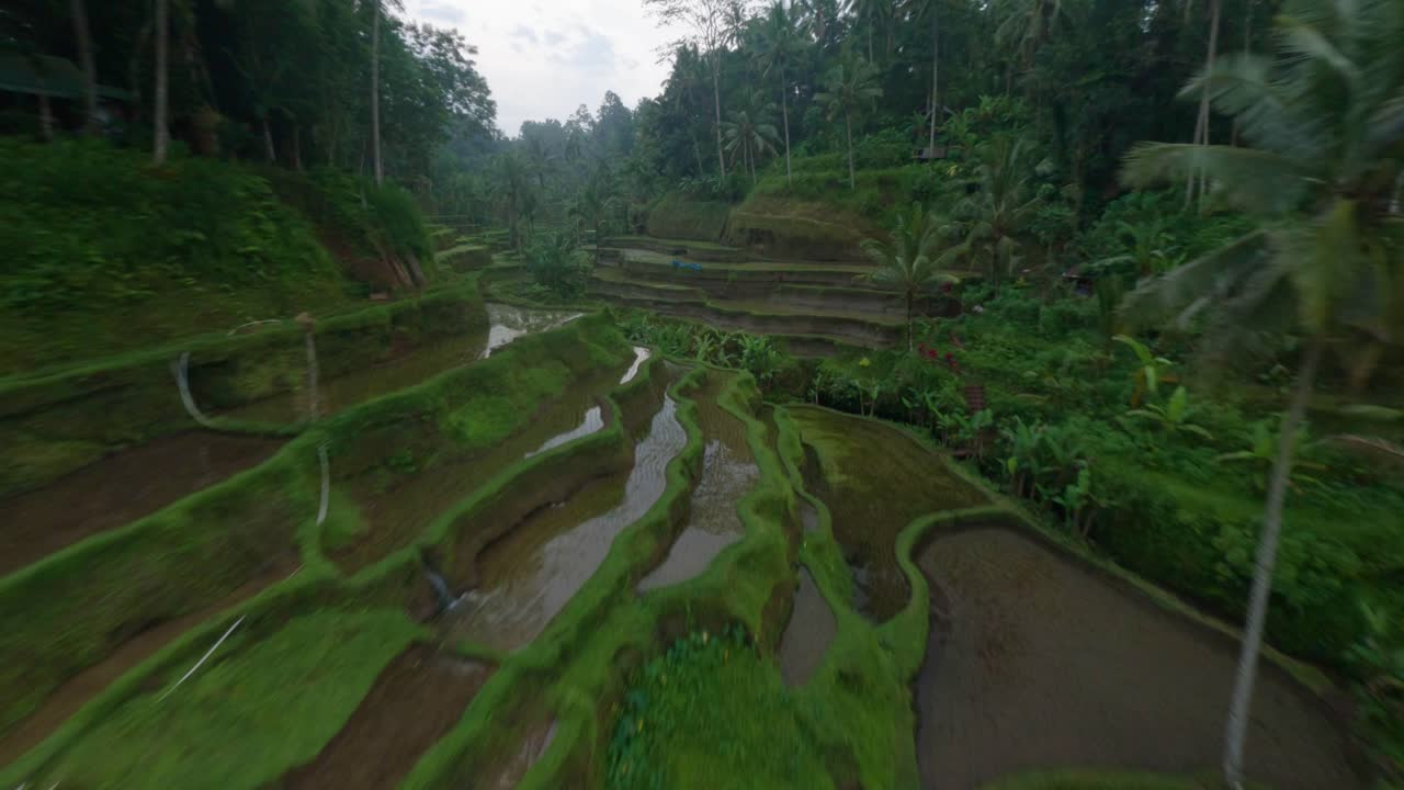 Palme tra le risaie umide a Bali in una giornata nuvolosa.