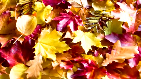 hojas de otoño caídas