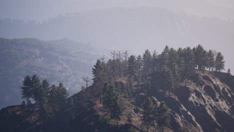 forest of green pine trees on mountainside