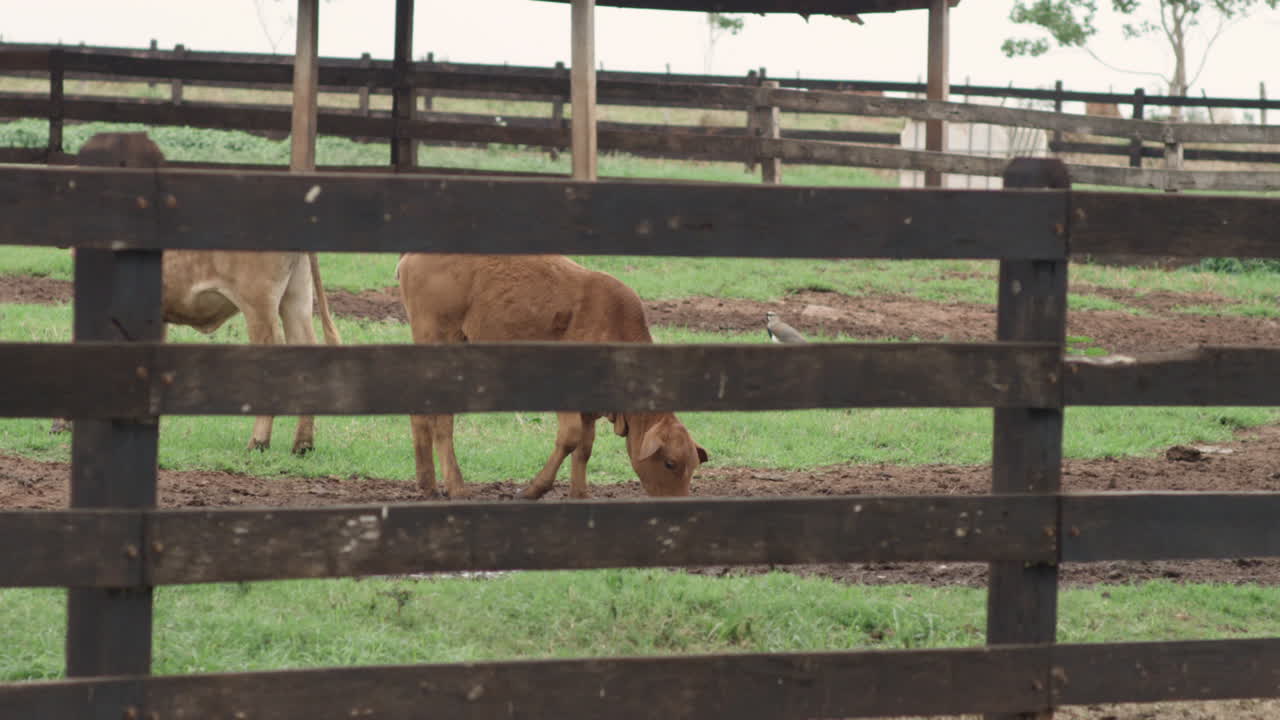 toma panorámica en cámara lenta de un par de vacas jóvenes a través de una cerca