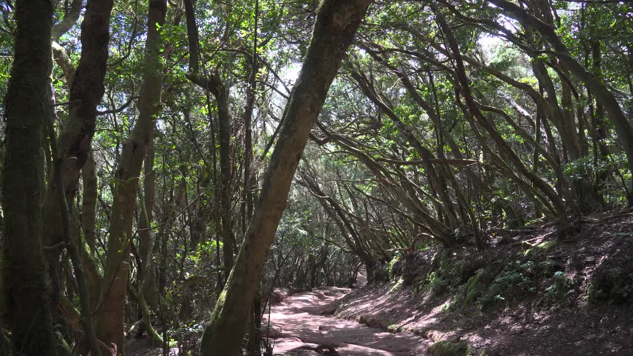 bosque verde oscuro con rayos de sol que estallan a través de las ramas