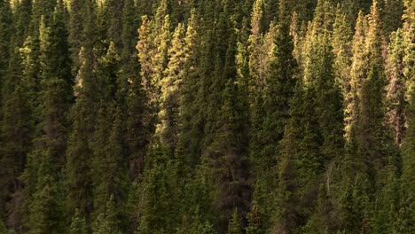 dense spruce forest with sunlight and shadow patterns in denali, natural background