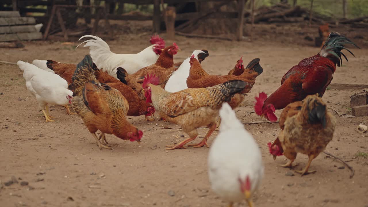 pollos comiendo granos del suelo en una granja de campo libre, y un gallo picoteando y mordiendo una gallina para comer
