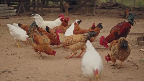 chickens eating grains off the ground on a free-range farm, and a rooster pecking and biting a hen for food