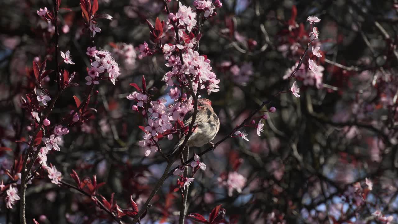 Un piccolo uccello posato su un ciliegio in fiore che mangia petali di fiori in Columbia Britannica, Canada