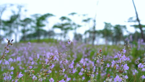 crested serpent flowers garden.