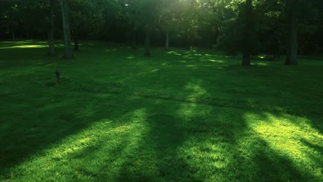 Drone Flying Low Towards Magical Sunlight Through Green Trees, Day Time