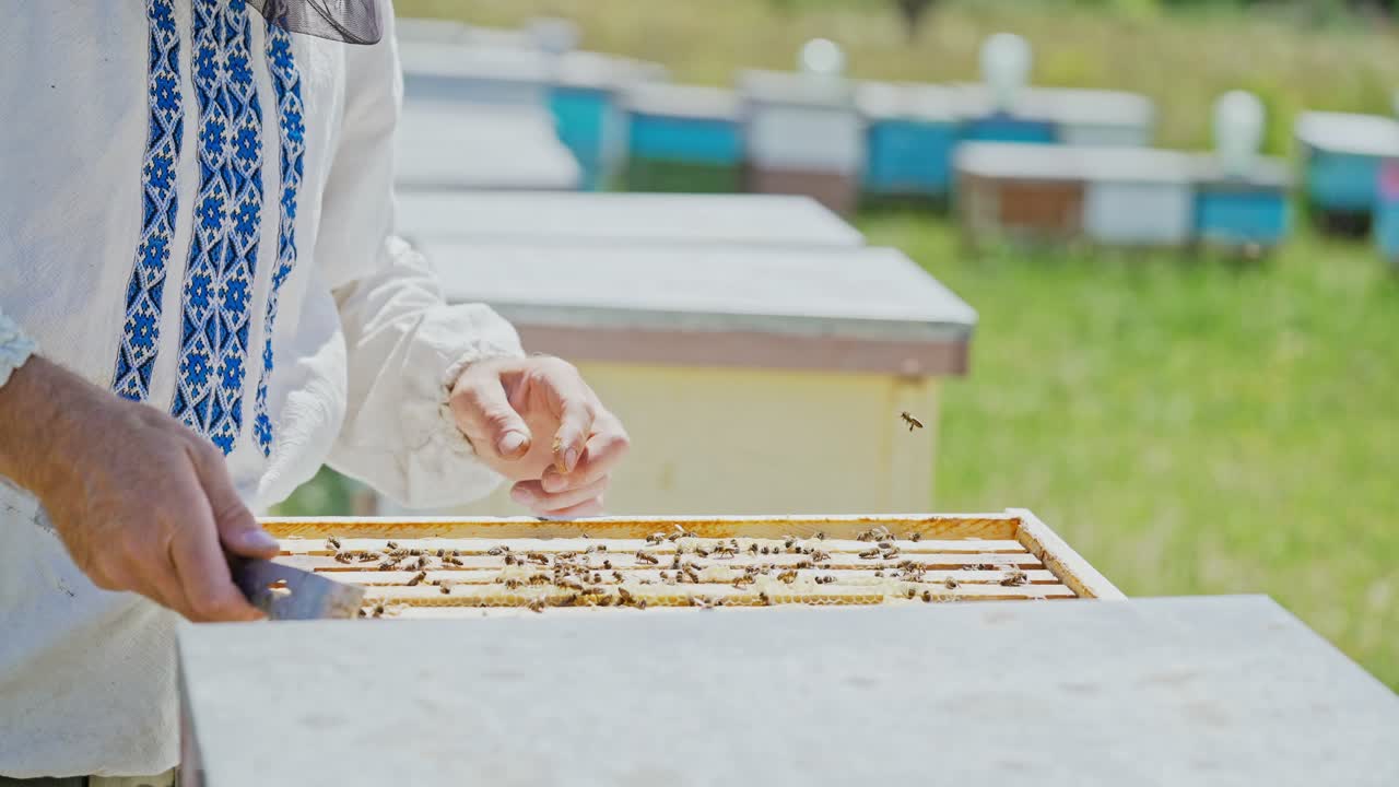 Beekeeper showing the honeycomb in the frame. Beekeeper at work. Frames of a bee hive. Apiary concept