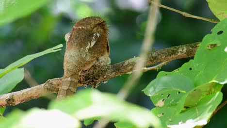 馬場青<unk> (batrachostomus javensis) 馬場青蛙的口