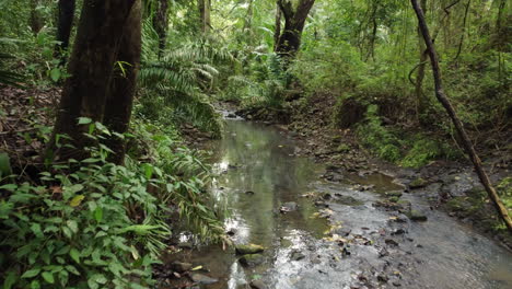 forward motion through lush central american forest with water stream