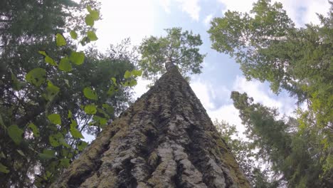 trembling aspen tree closeup along truck looking up as animal would climb pov