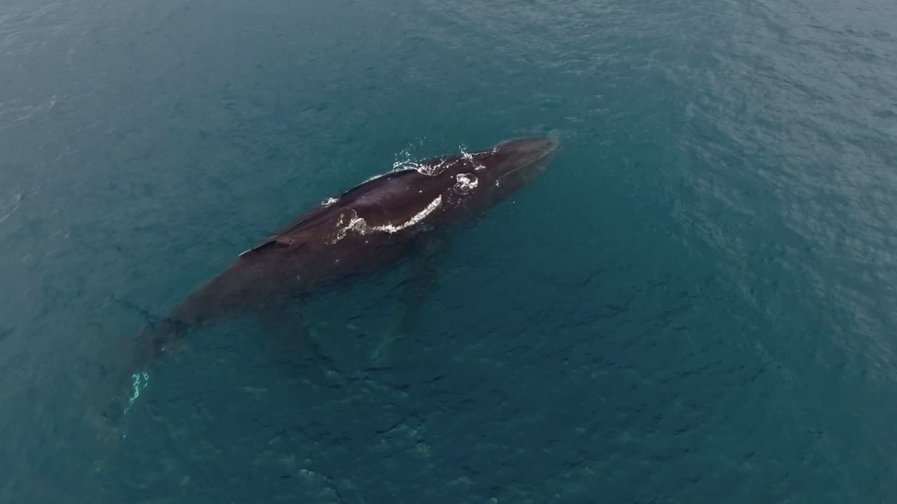 Overhead Hover View of Humpback Whale with Calf Feeding in Blue Water Surface