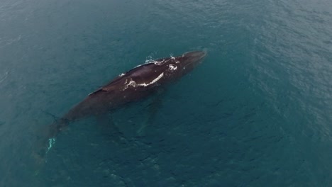 overhead hover view of humpback whale with calf feeding in blue water surface