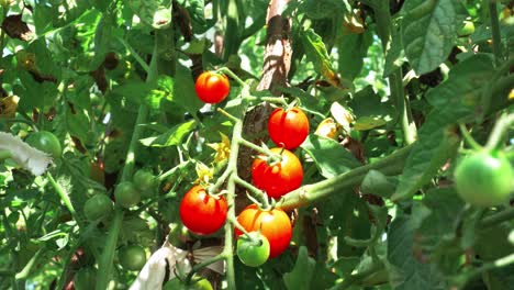 fresh grown cherry tomatoes on the tomato plant