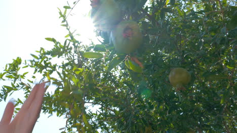 hand touching green pomegranates on the tree