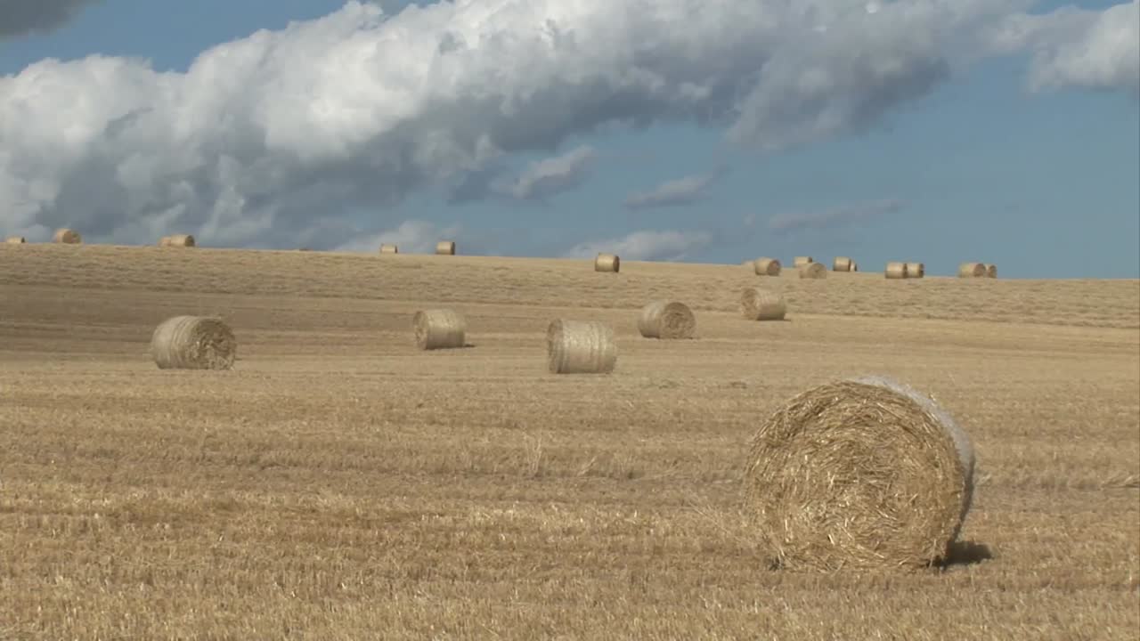 Stock Footage A Corn Field 3