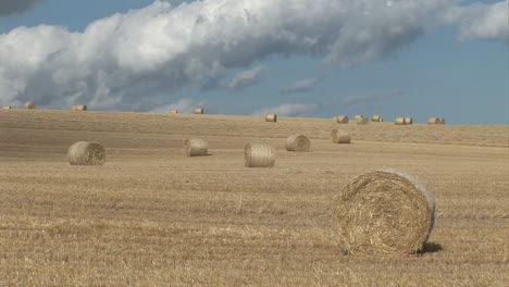 Material-De-Archivo-De-Un-Campo-De-Maíz-3