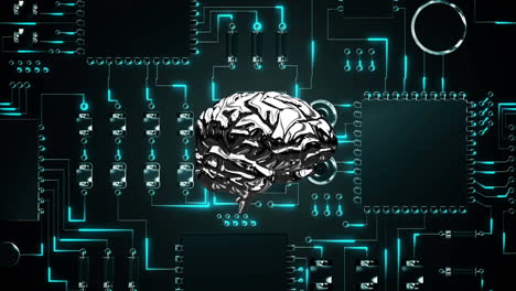 brain and a digital circuit