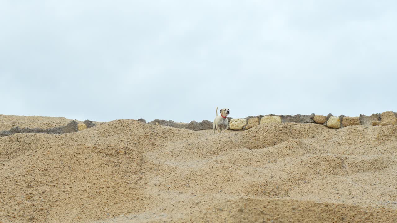 테네리페의 모래 해변인 칼라 데 타자오 (cala de tajao) 의 스트레인 도그 (strain dog)