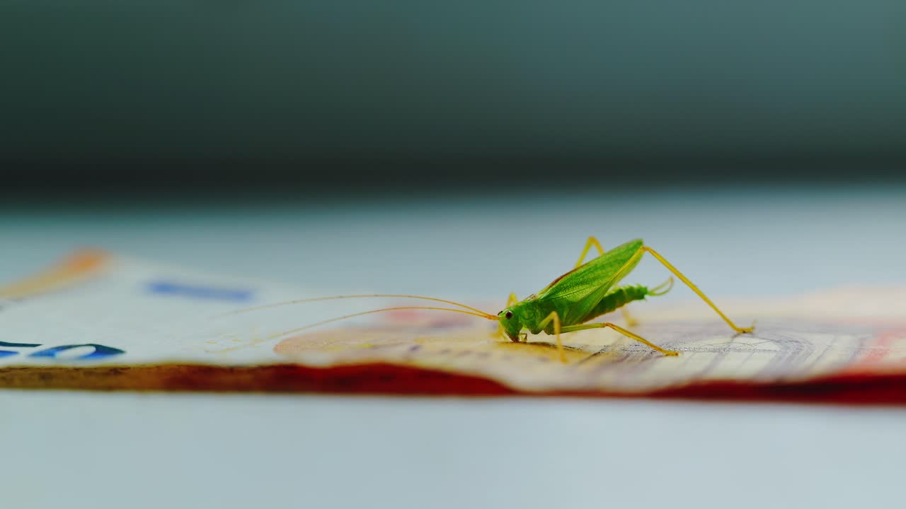 Conceptual macro shot symbolizing greed decay and fading connection with nature