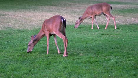 Rehe-Grasen-Auf-Gras-Am-Shasta-Lake,-Kalifornien