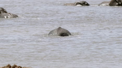 pequeña manada de elefantes africanos refrescándose en el río sudafricano
