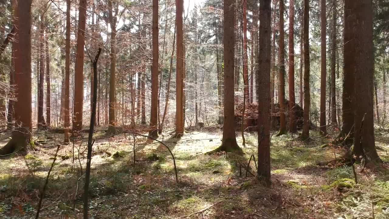 Volo abile di un drone attraverso la foresta