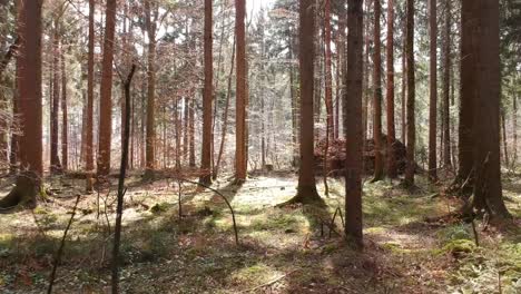 skillful flying of drone through the forest
