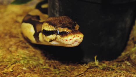 a python strangles a snake held by a man