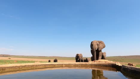 Herd-of-African-elephants-approaching-a-water-hole-in-the-South-African-savannah,-showcasing-their-sheer-size-and-power