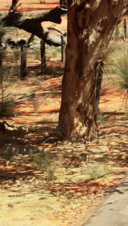 A lone tree stands in a dry, red desert landscape