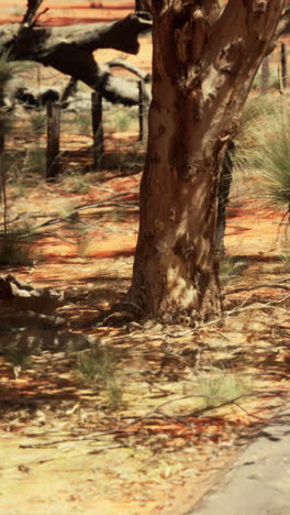 a lone tree stands in a dry, red desert landscape