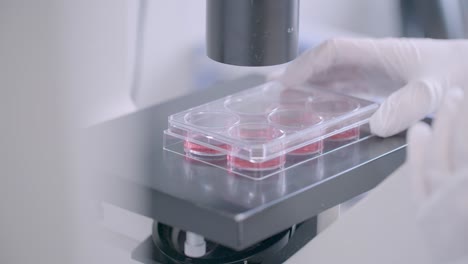 close-up of a gloved hand positioning a petri dish with red media beneath a microscope objective in a modern lab.