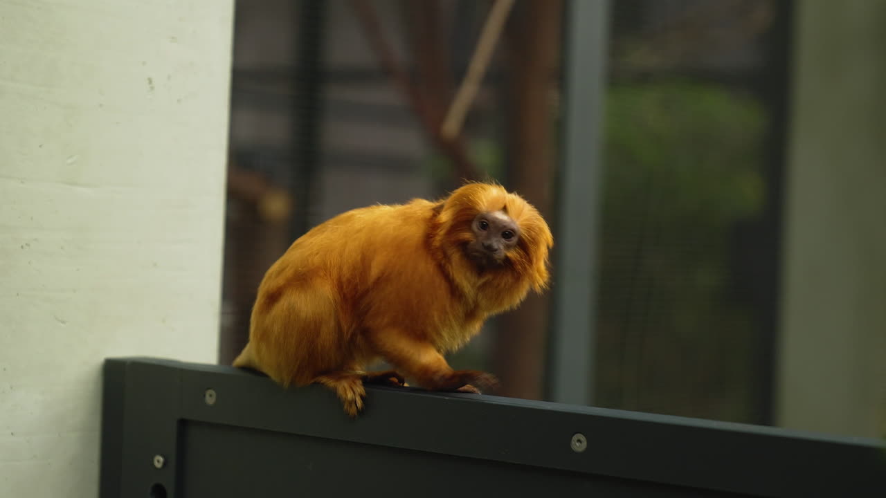 동물원 에서 인간 의 보살 ⁇  을 받는 황금 사자 타마린